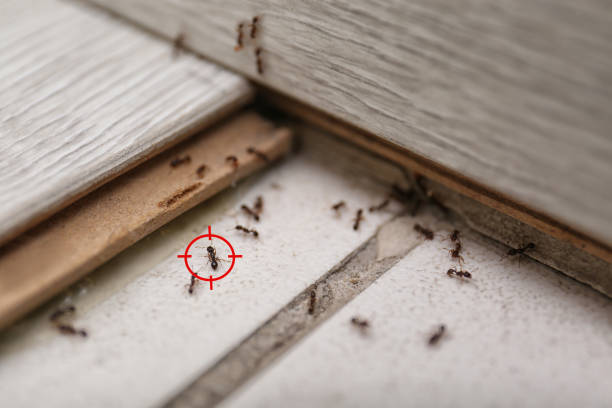 Best Termite Control Services  in Dixon, KY