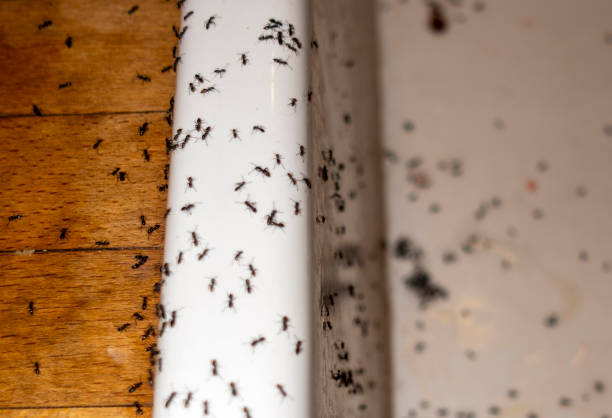 Best Local Pest Control Services  in Dixon, KY