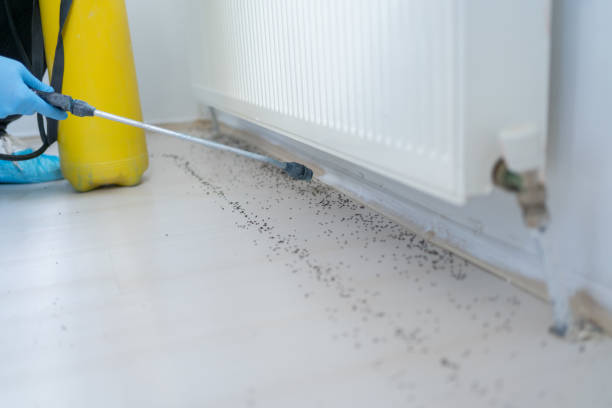 Best Emergency Pest Control  in Dixon, KY